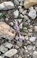 Image of Colchicum cupanii Guss.