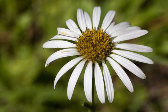 Image of smooth Townsend daisy