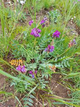 Image of Oxytropis nitens Turcz.