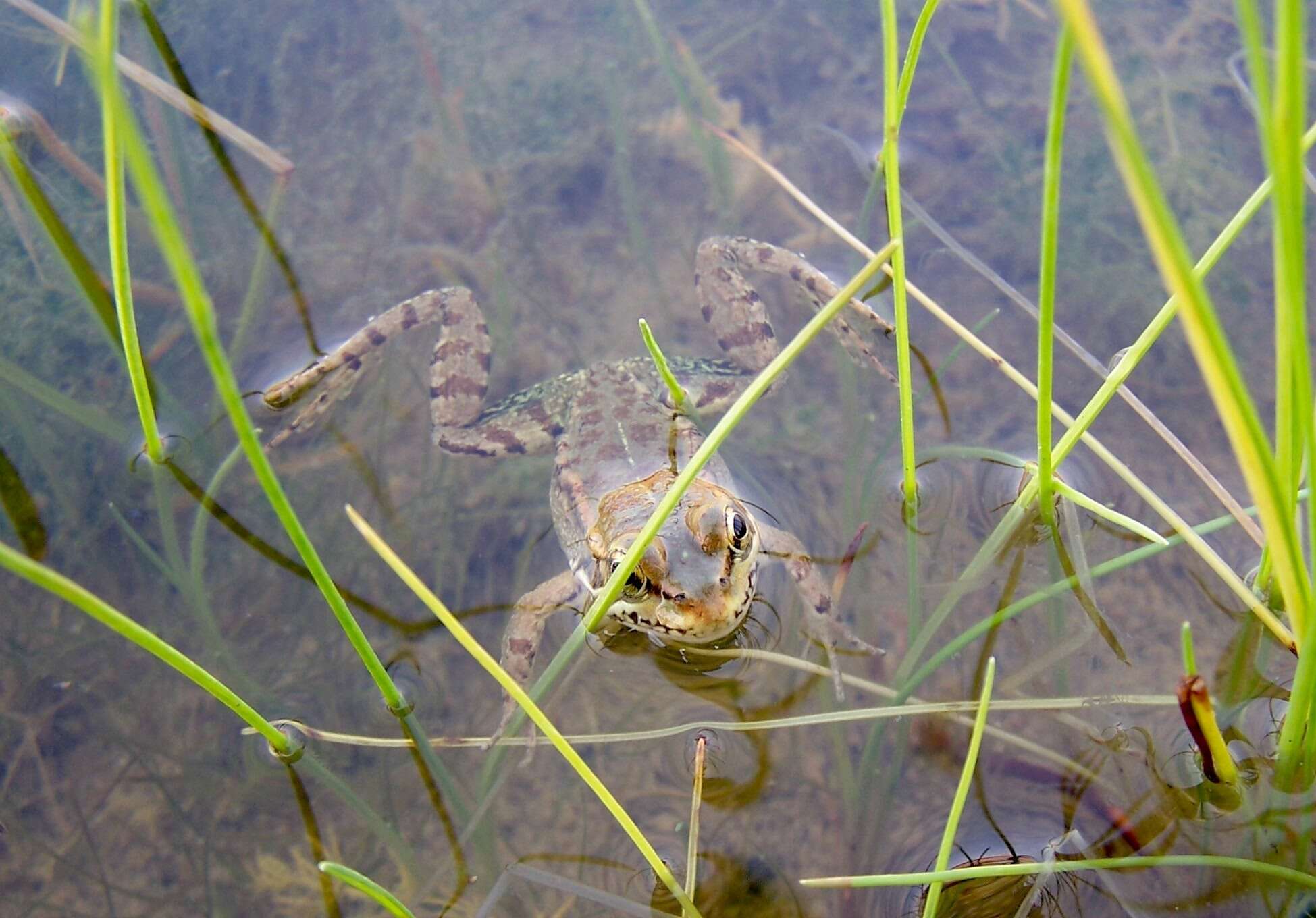 Image of Cretan Frog