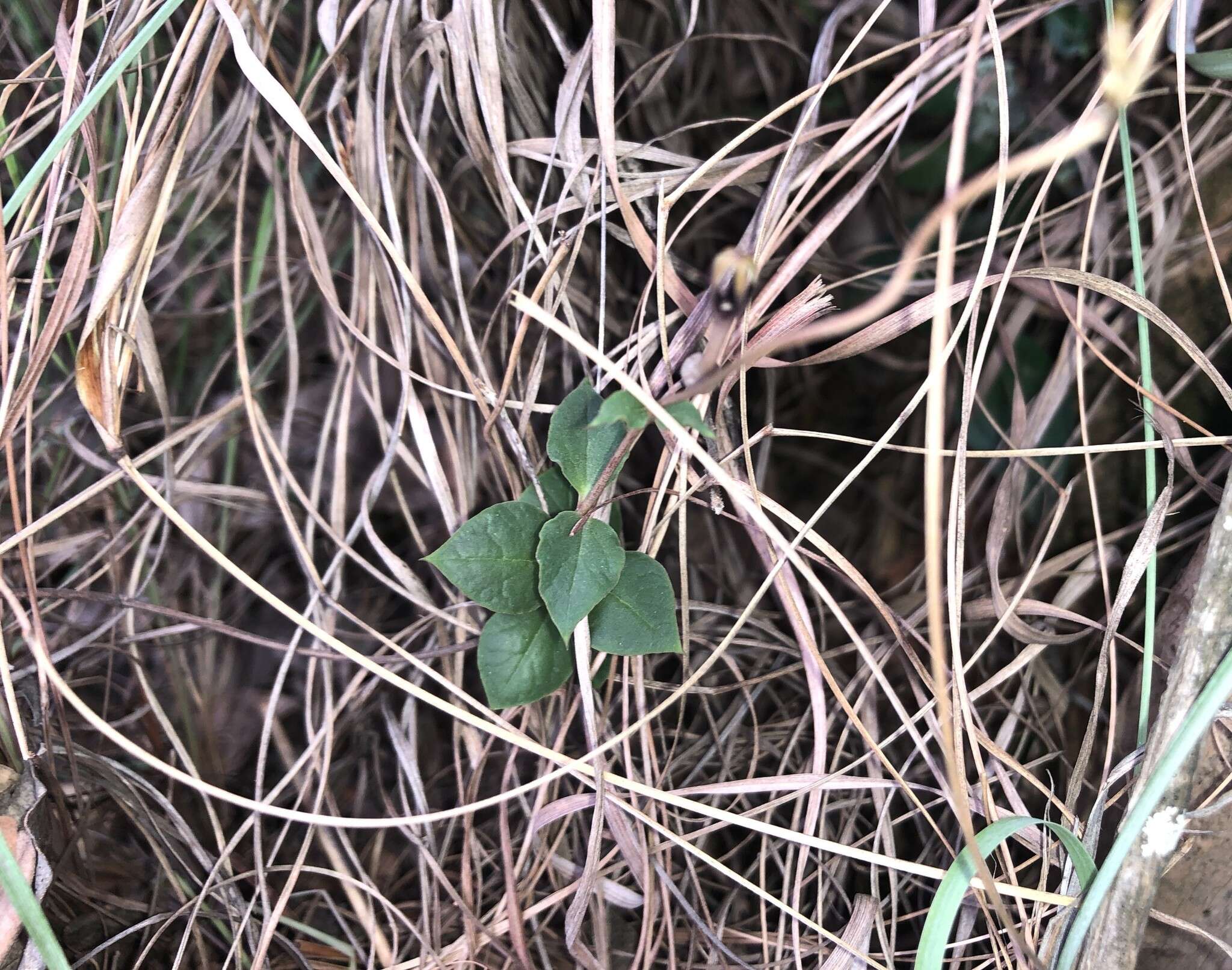 صورة Ceropegia decidua subsp. pretoriensis R. A. Dyer