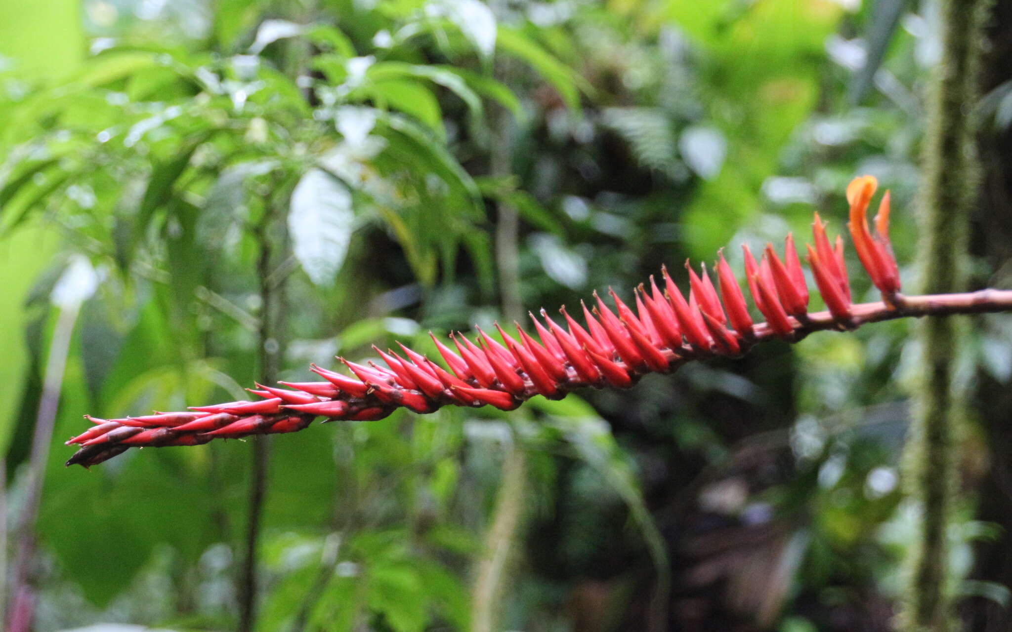 Image of Pitcairnia brittoniana (Mez) Mez