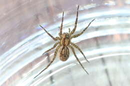 Image of Wolf spider