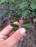 Image of island ceanothus