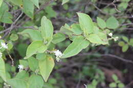 Image of Mexican croton