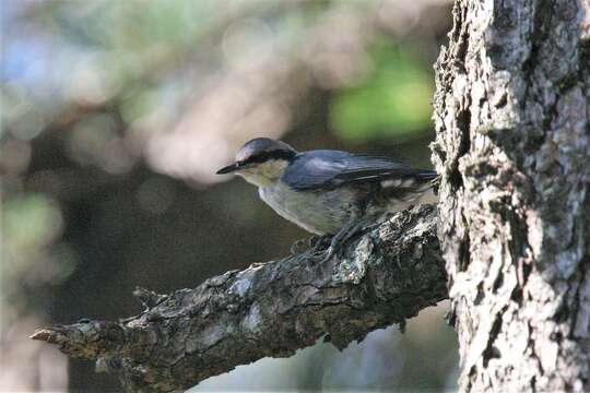 Image of Chestnut-vented Nuthatch