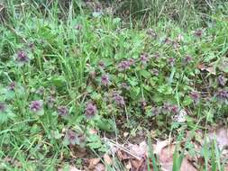 Image of purple deadnettle