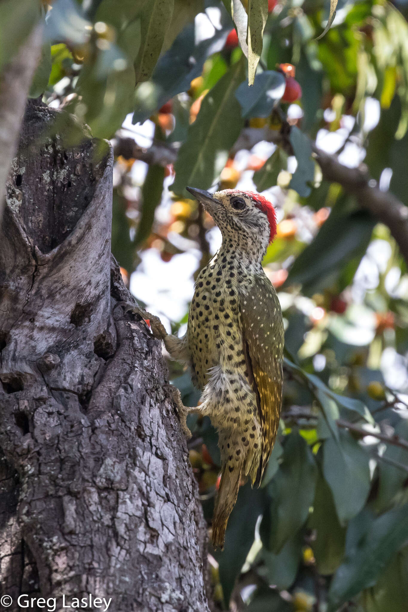 Image of Green-backed Woodpecker