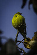 Image of White-bellied Canary