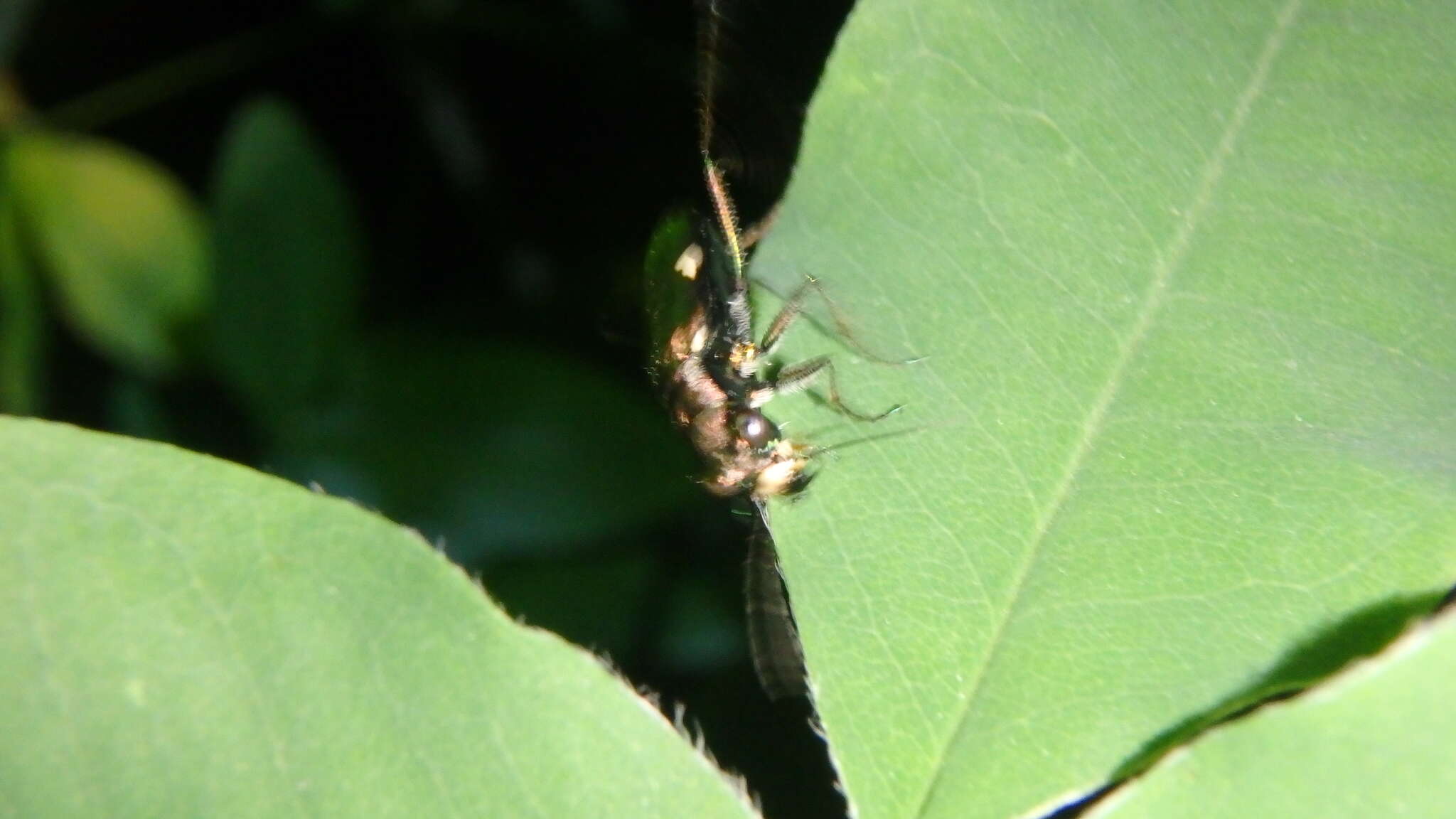 Image of Cliff tiger beetle