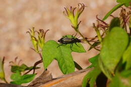 Image of Epicauta (Macrobasis) niveolineata (Haag-Rutenberg 1880)