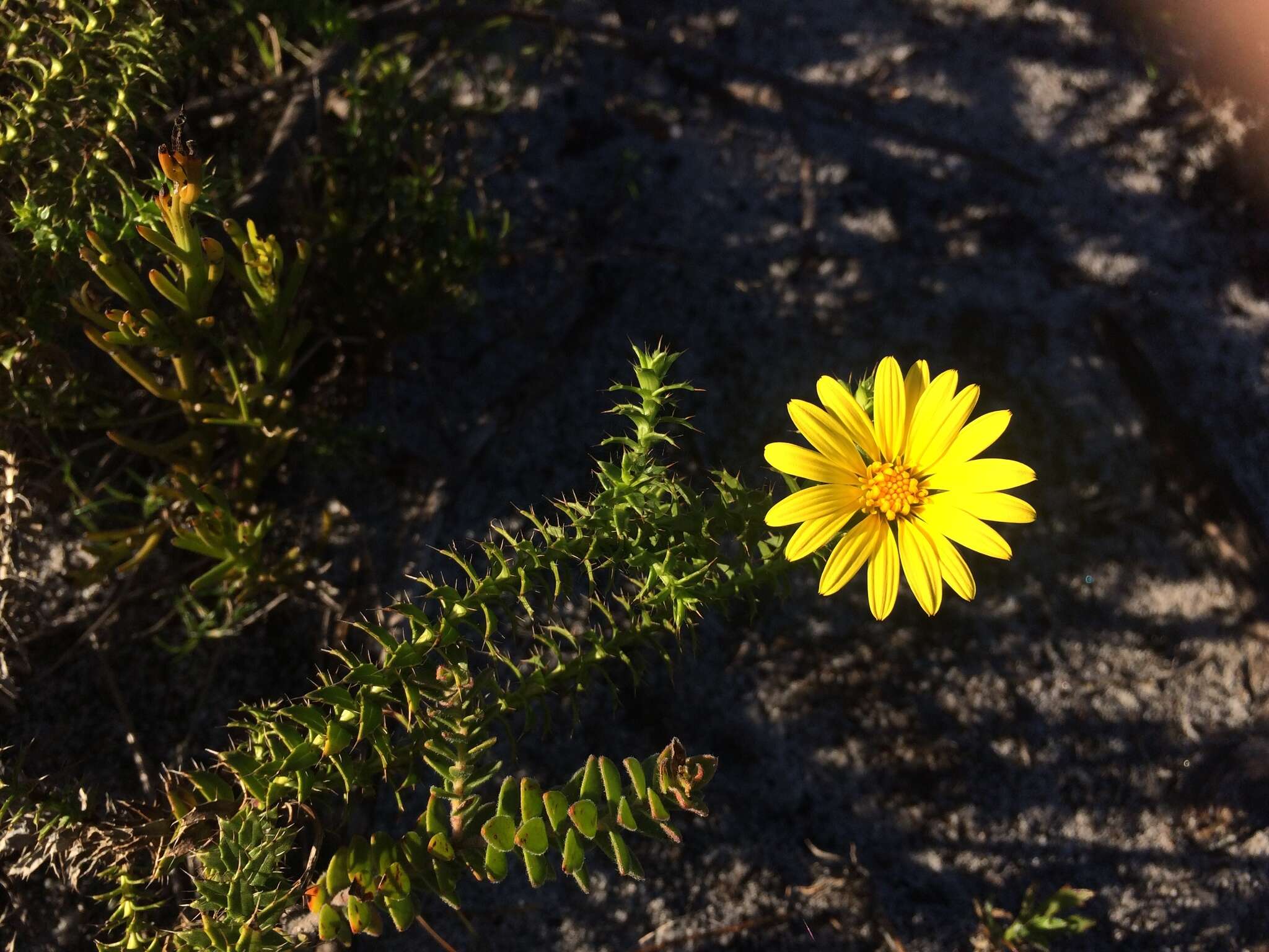 Image of <i>Cullumia <i>setosa</i></i> var. setosa