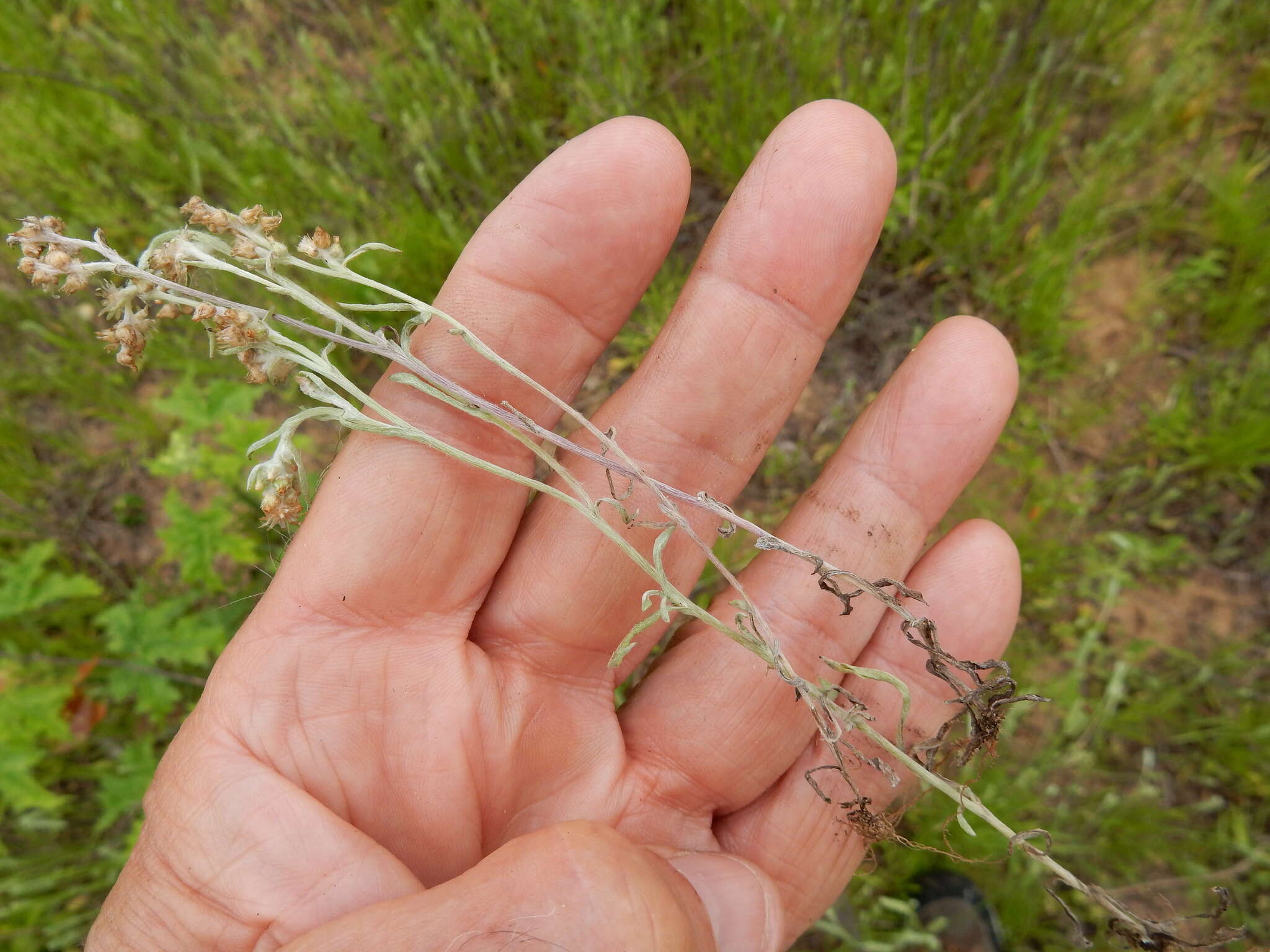 Gamochaeta falcata (Lam.) Cabrera的圖片