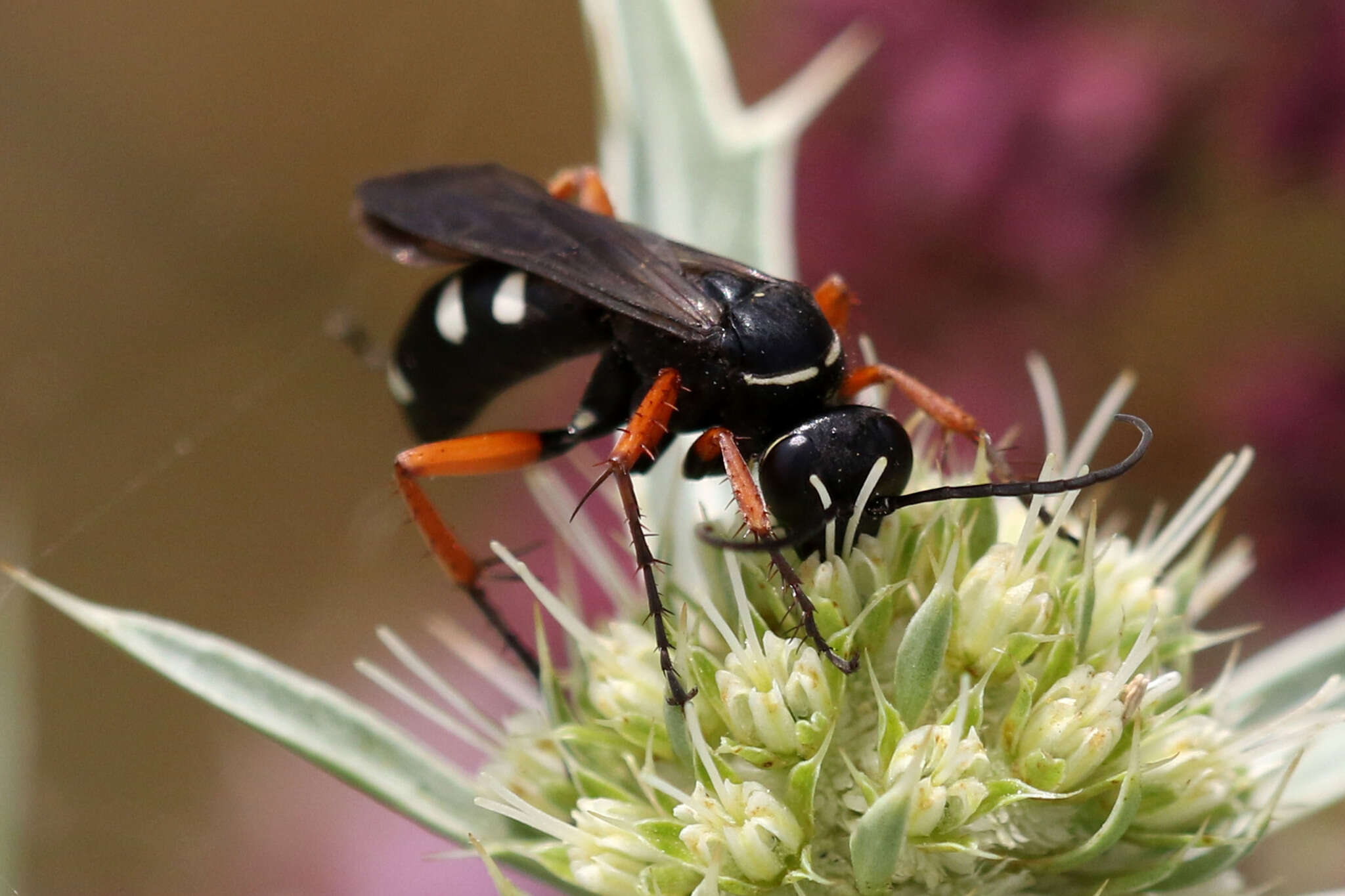 Image of Episyron albonotatum (Vander Linden 1827)