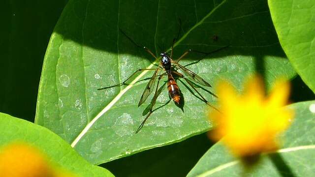 Image de Ptychoptera quadrifasciata Say 1824