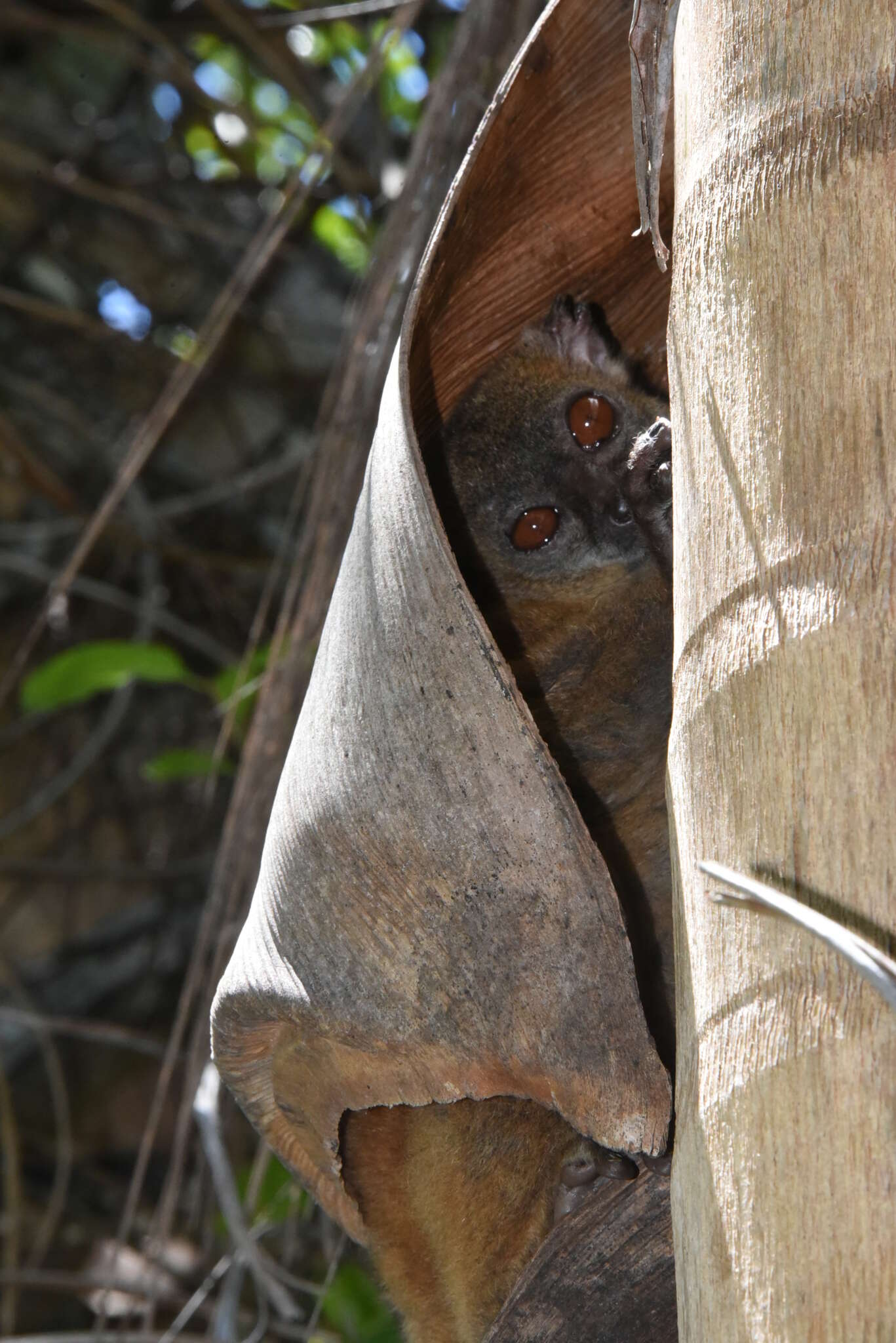 Sivun Lepilemur tymerlachsoni Louis Jr., Engberg, Lei, Geng, Sommer, Randriamampionona, Randriamanana & Zaonarivelo et al. 2006 kuva