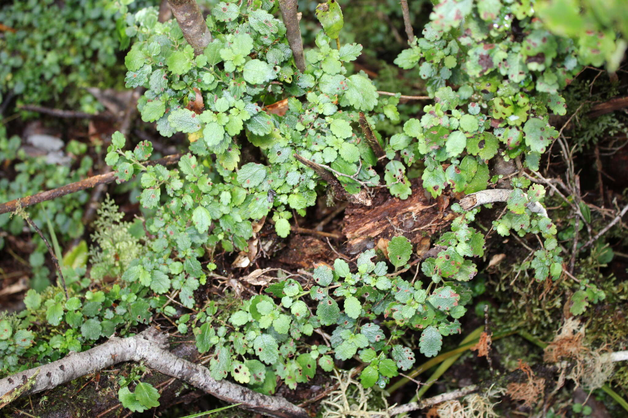 Imagem de Asteranthera ovata (Cav.) Hanst.