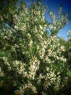 Image of Hakea propinqua A. Cunn.