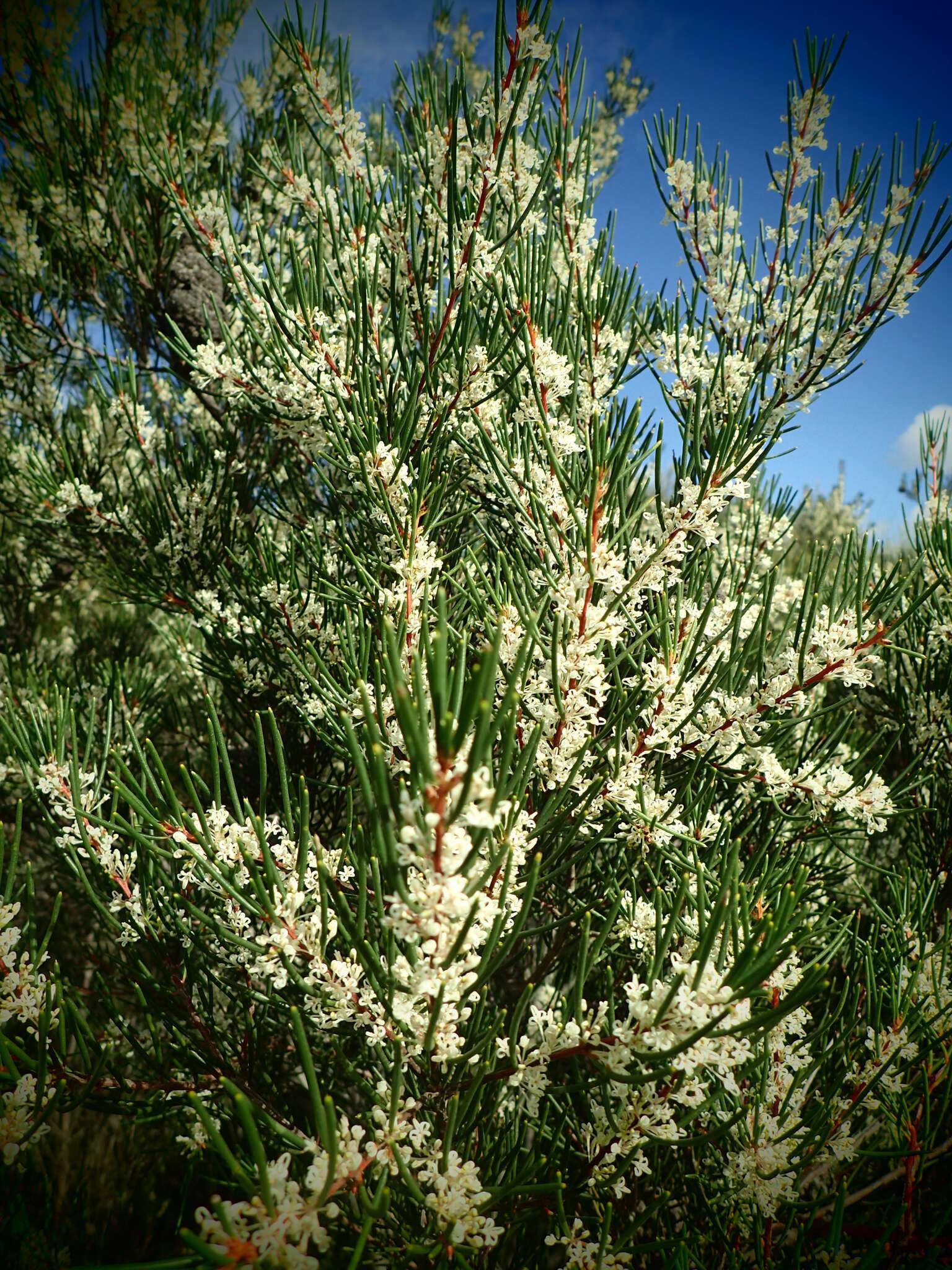 Imagem de Hakea propinqua A. Cunn.