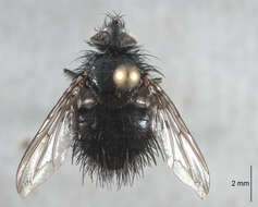 Image of Bombyliomyia soror (Williston 1886)