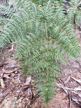 Image of tropical brackenfern