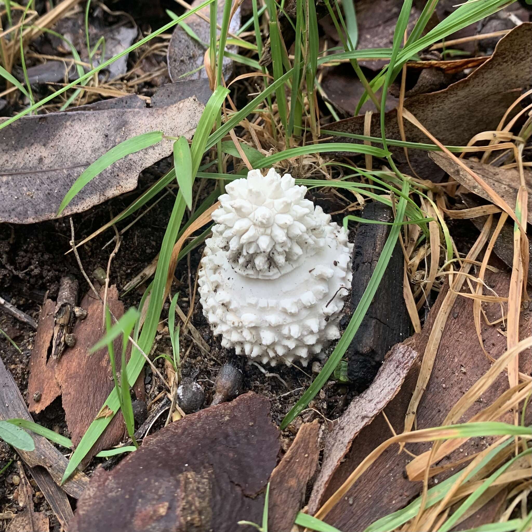 Image of Amanita pyramidifera D. A. Reid 1978