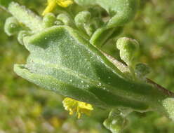 Image of Tetragonia decumbens Mill.