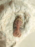 Image of Agonopterix purpurea Haworth 1812