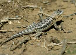 Image of Peters' Lava Lizard