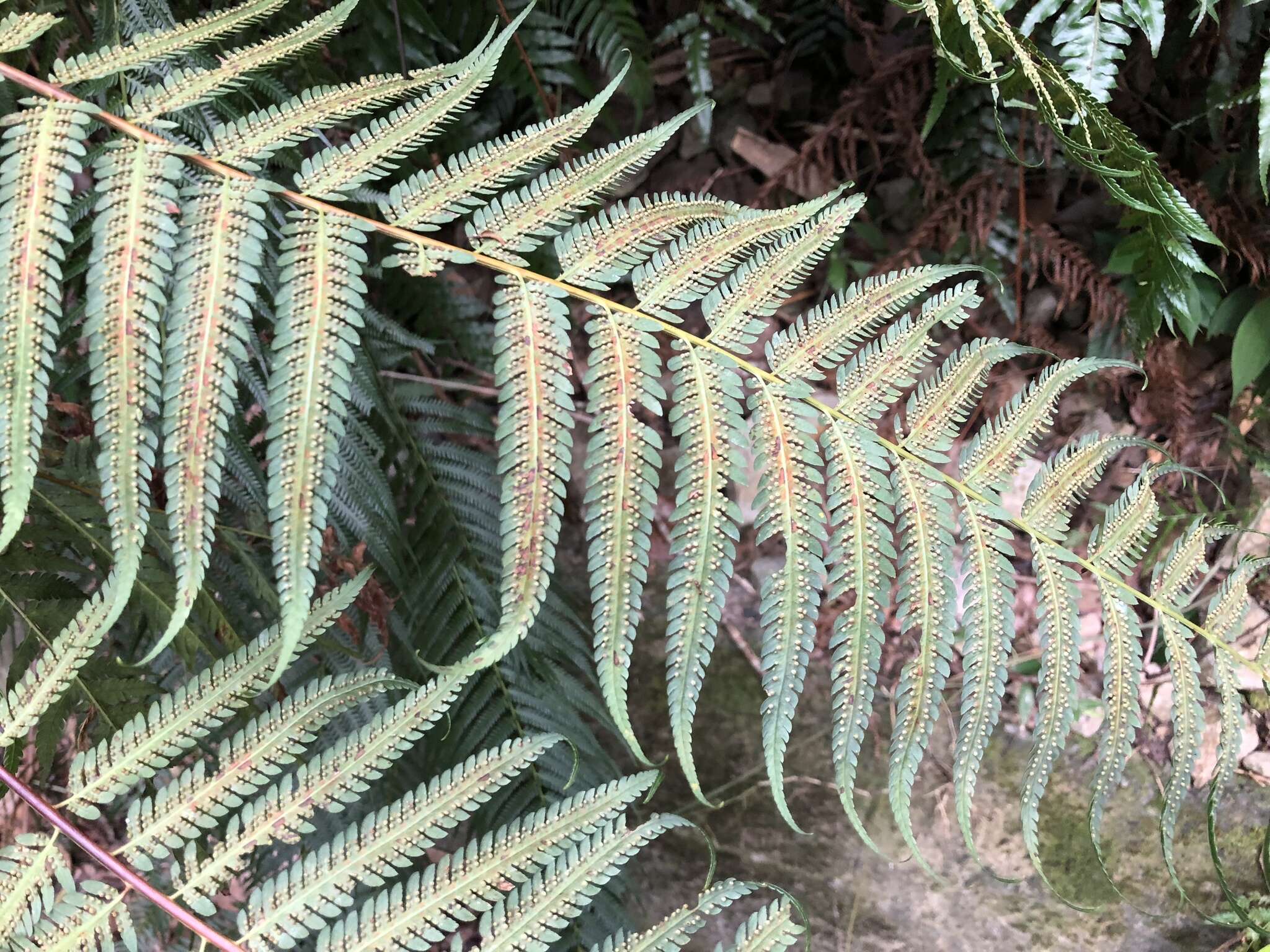 Image of Chain Fern Rhizome