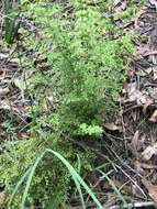 Image of Lindsaea microphylla Sw.