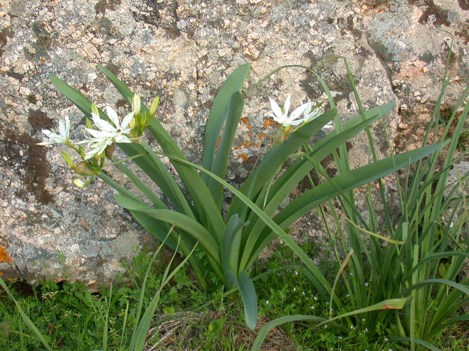 Imagem de Pancratium illyricum L.