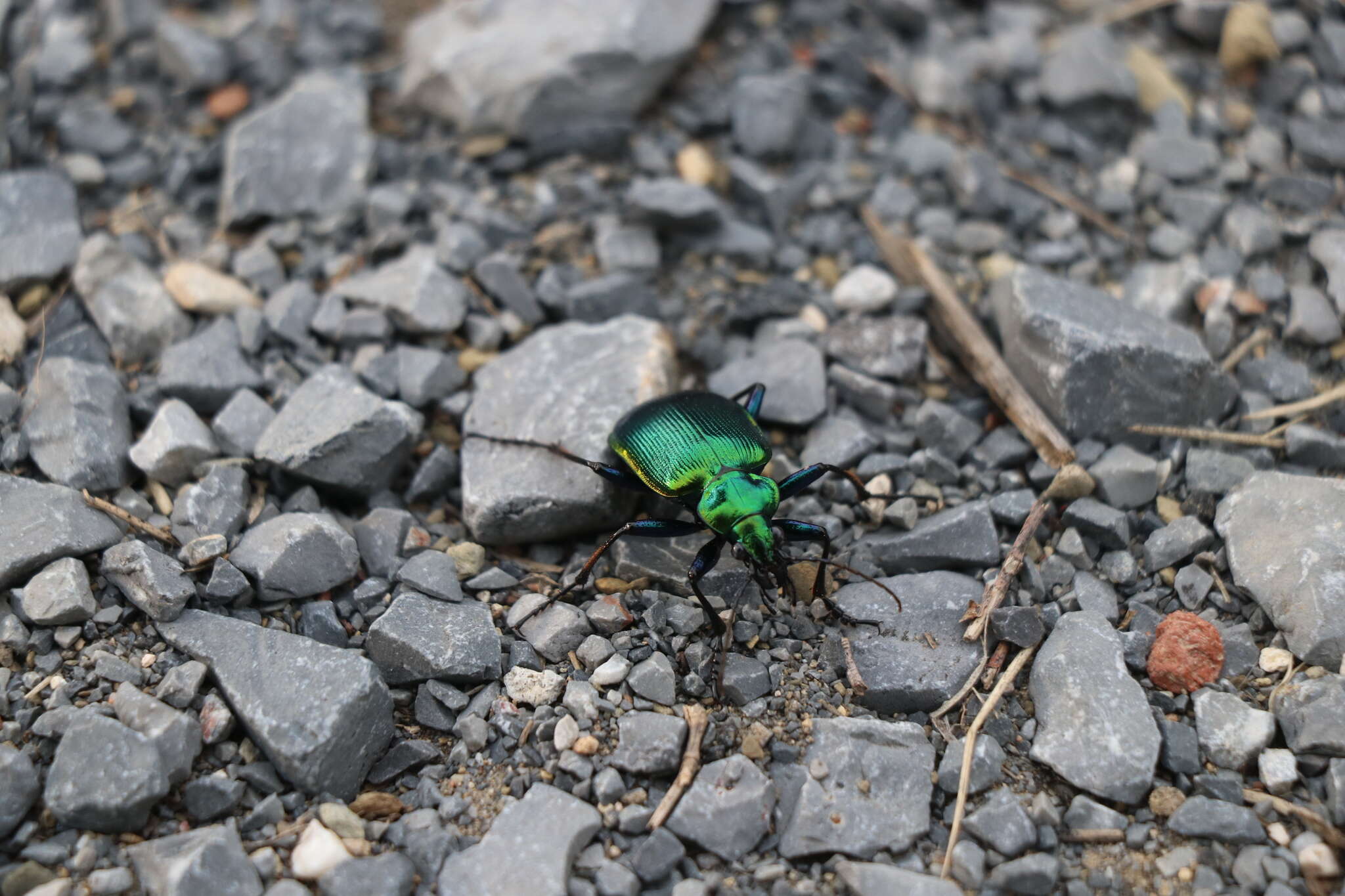 Sivun Calosoma (Calosoma) aurocinctum Chaudoir 1850 kuva