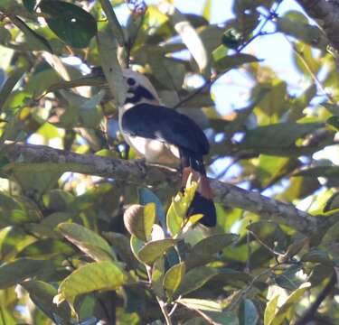 Penelopides affinis affinis Tweeddale 1877的图像