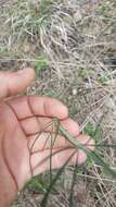 Image de Thelesperma simplicifolium (A. Gray) A. Gray