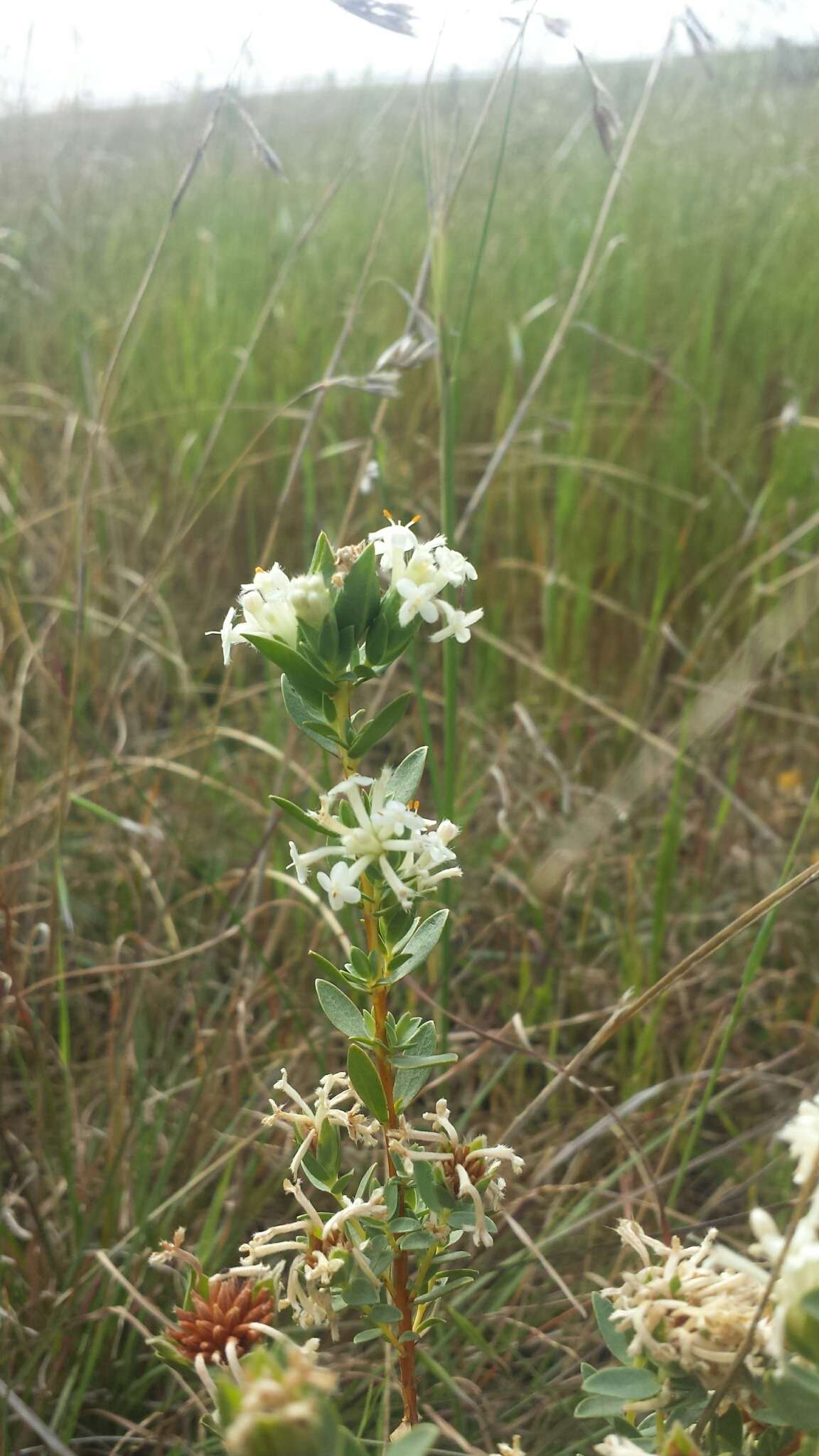 Image of Pimelea glauca R. Br.