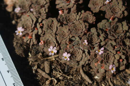 Image of Viola philippii Leybold