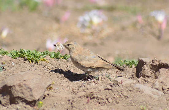 صورة Geositta rufipennis fasciata (Philippi & Landbeck 1864)