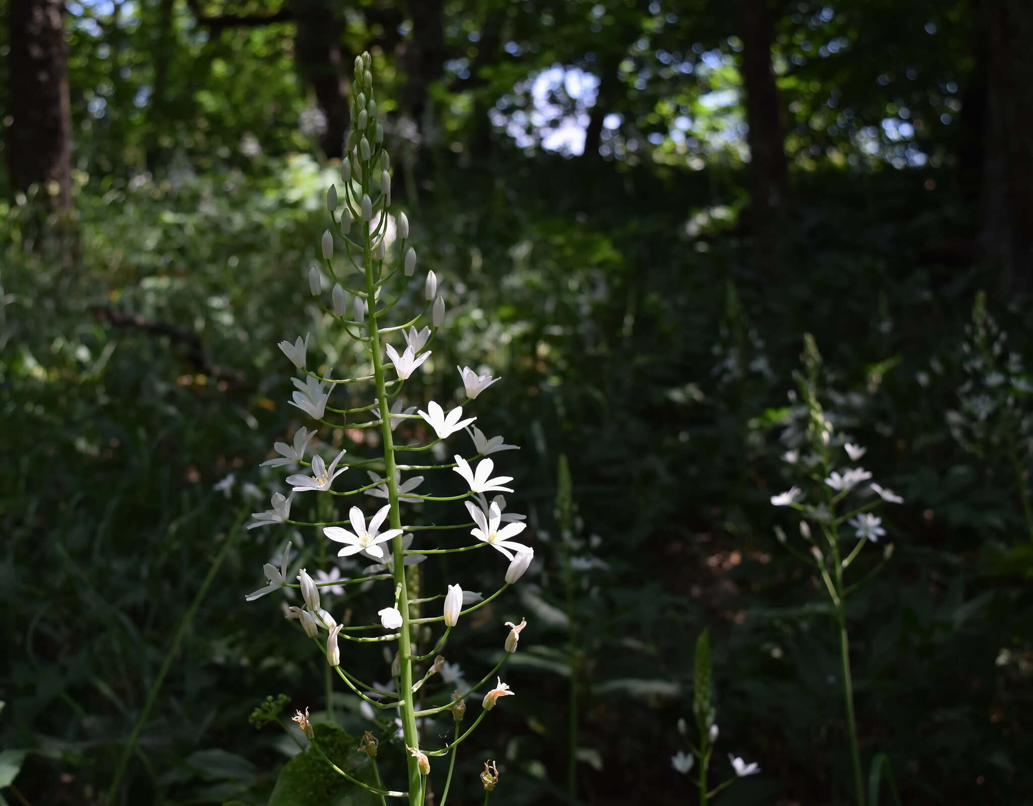 Image of Ornithogalum arcuatum Steven