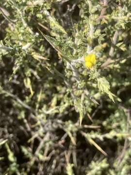 Image of Melolobium canescens (E. Mey.) Benth.