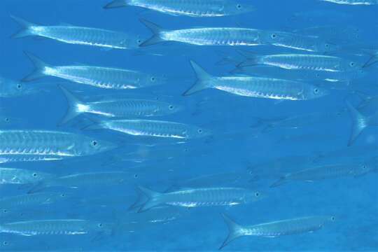 Image of Blackfin barracuda