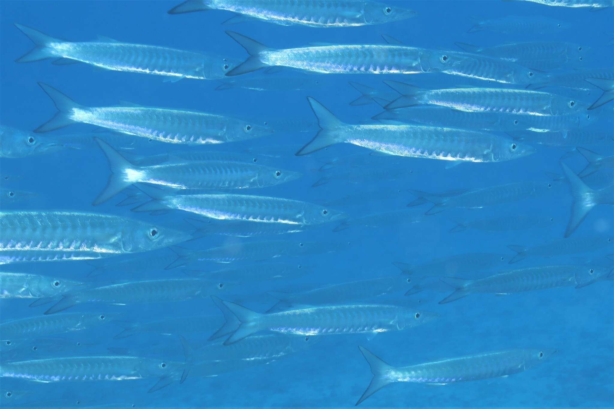 Image of Blackfin barracuda