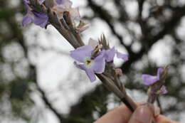 Image of Tillandsia duratii Vis.