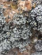 Image of Bolander's cladidium lichen