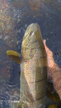 Image of Marbled trout