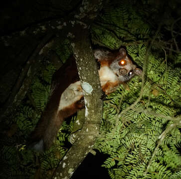 Image of Red And White Giant Flying Squirrel