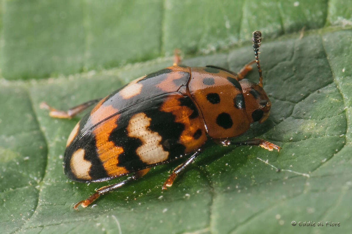 Image de Mycotretus trifasciatus Guerin 1956