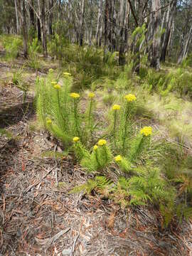 Plancia ëd Cassinia leptocephala F. Müll.