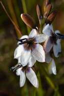 Image of Ixia versicolor G. J. Lewis