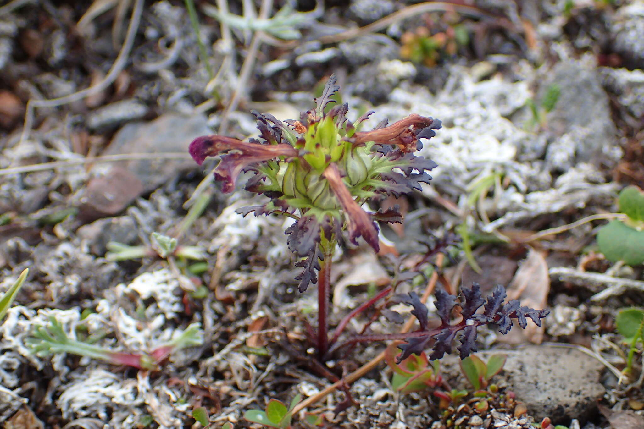 Image of Pedicularis eriophora Turcz.